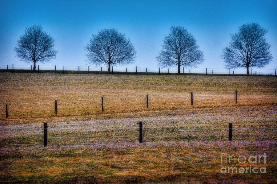 Tree Photograph - Bare Trees and Fence Posts by Henry Kowalski