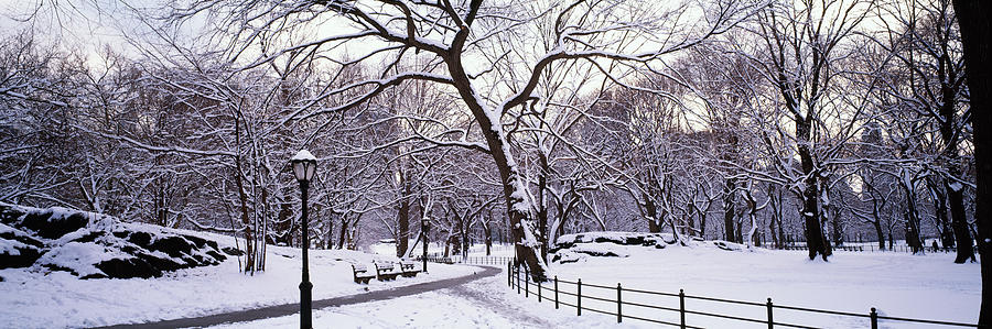 Central Park Photograph - Bare Trees During Winter In A Park by Panoramic Images