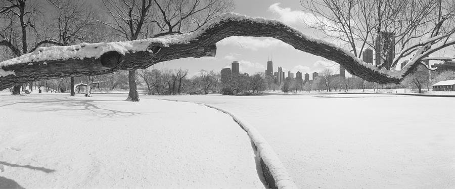 Black And White Photograph - Bare Trees In A Park, Lincoln Park by Panoramic Images
