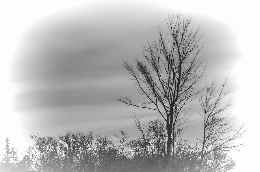 Bare Trees in Winter Photograph by Beth Venner