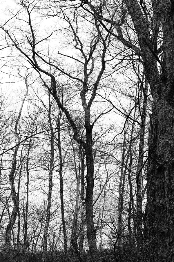 Winter Photograph - Roots by Jennifer Kane