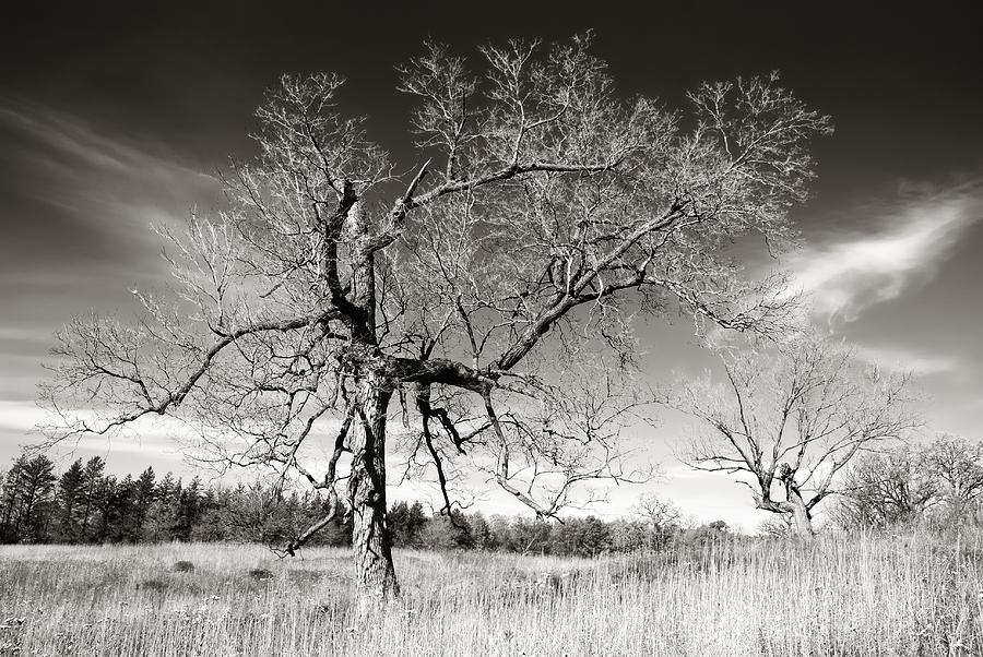 Bare Trees Photograph by Jim Hughes