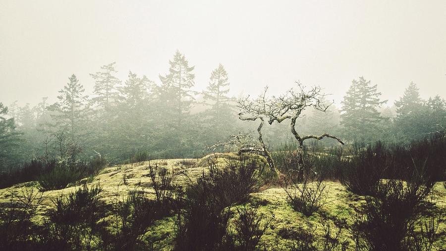 Bare Trees On A Rocky Hillside Photograph by Tyler Forest-hauser