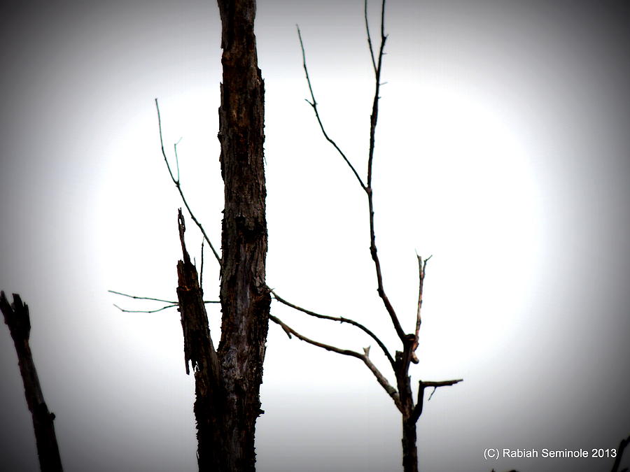 Bare Trees Photograph by Rabiah Seminole