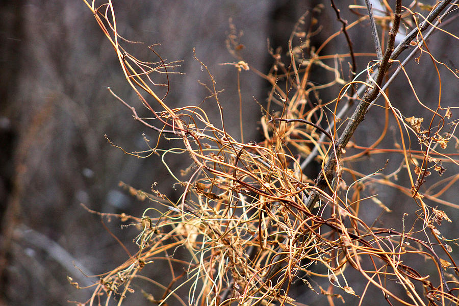 Bare Vines From the Early Winter Prairie Series Photograph by Verana Stark