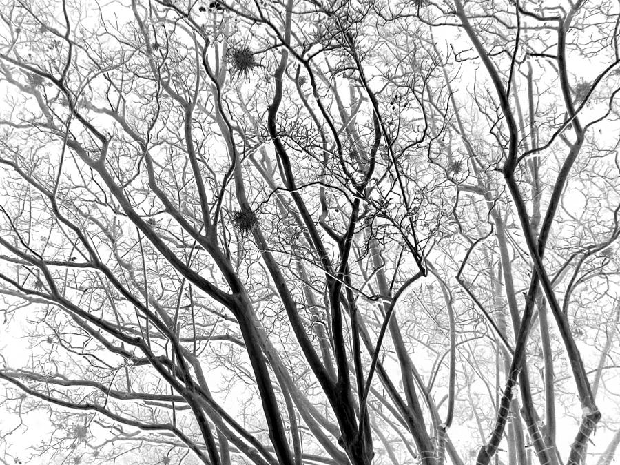 Tree Photograph - Bare by Wendy J St Christopher