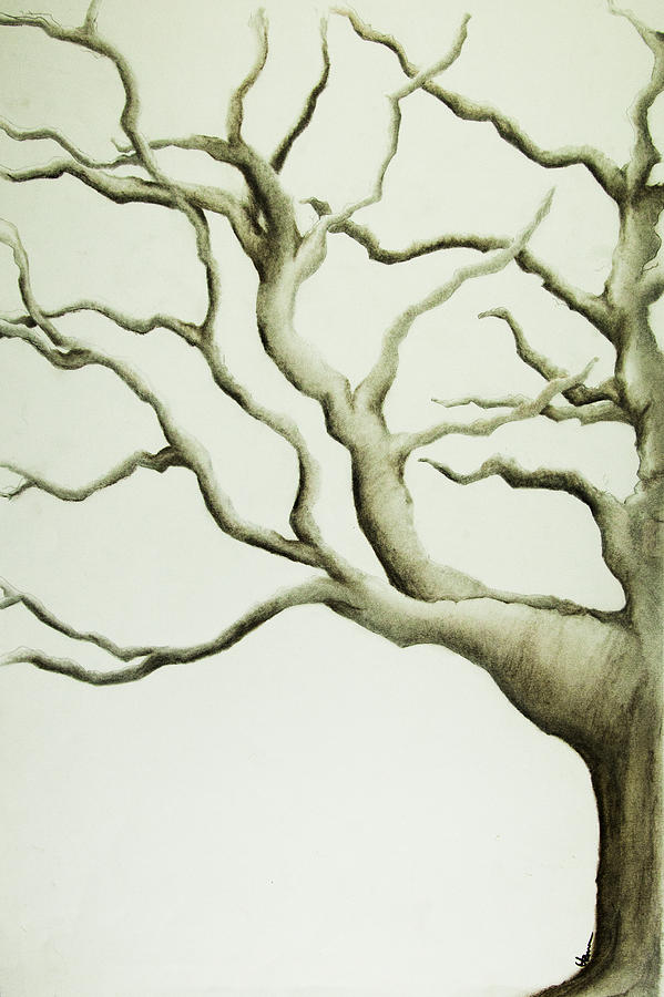 Bare Winter Tree Left Drawing by Hema Narayanan - Fine Art America