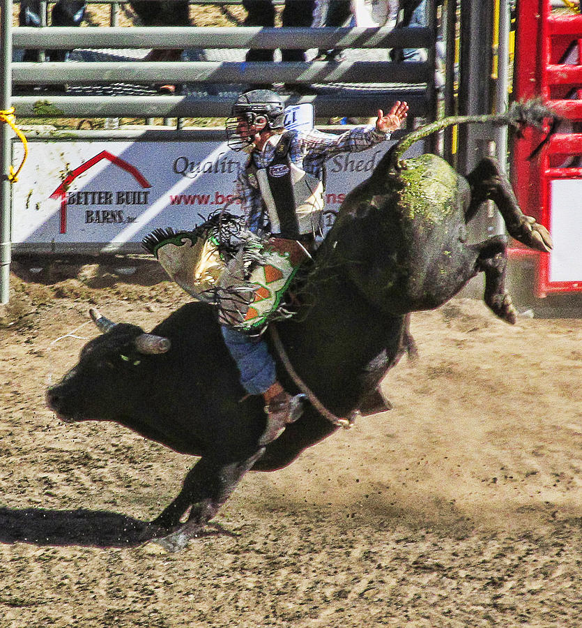 Bareback Bull riding Photograph by Ron Roberts