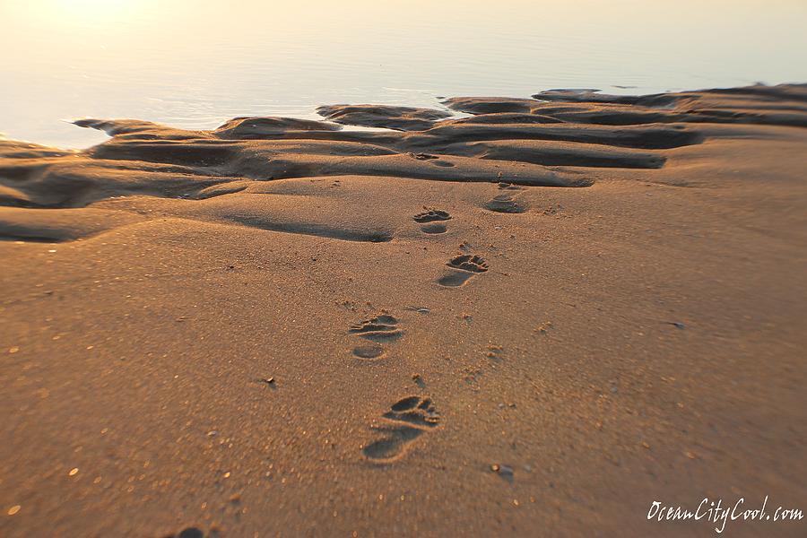 Barefoot in Sand Photograph by Robert Banach
