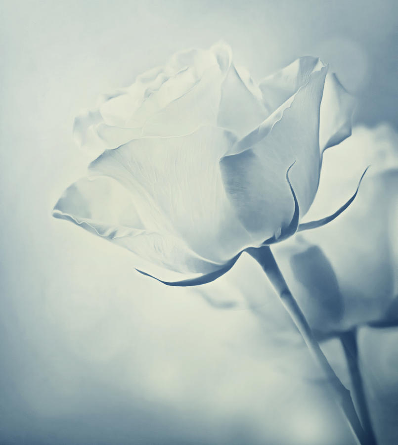Flower Photograph - Barely There Rose by Georgiana Romanovna