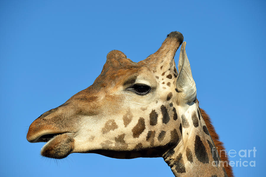 Baringo Giraffe Photograph by George Atsametakis