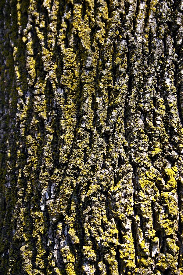 Bark 2 Photograph by Henry Kowalski