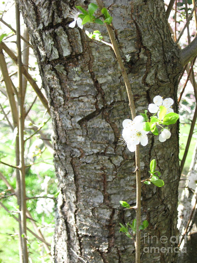 Bark and Blossoms Photograph by Laura Hamill