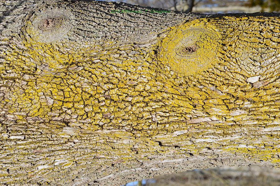 bark art creative kit bark art creative kit