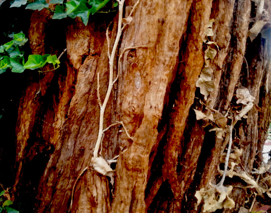 Tree Photograph - Bark by Del Gaizo