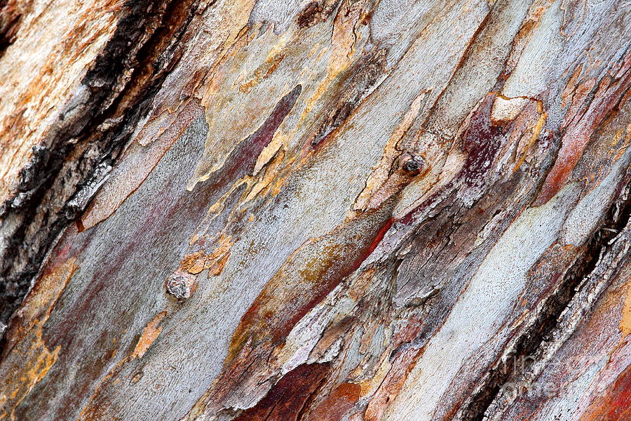 Bark Eucalyptus Photograph by Henrik Lehnerer