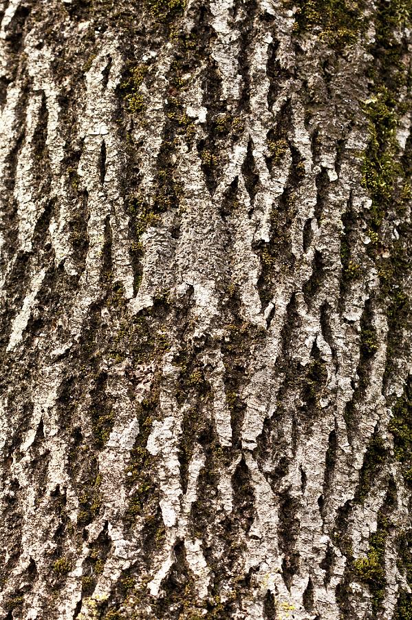 Bark IIi Photograph by Kb White