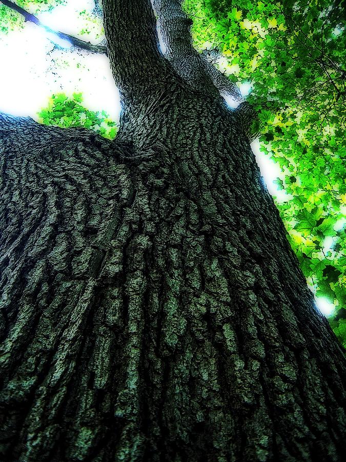 Bark King The Rung Tree Photograph by Graham Storms | Pixels