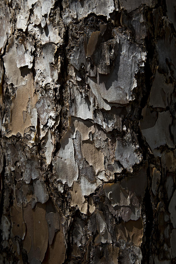 Bark Photograph by Lindsey Weimer