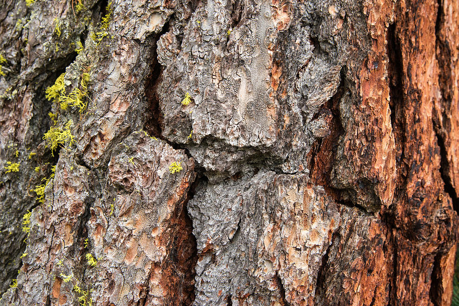 Bark Of A Tree Closeup Photo Photograph