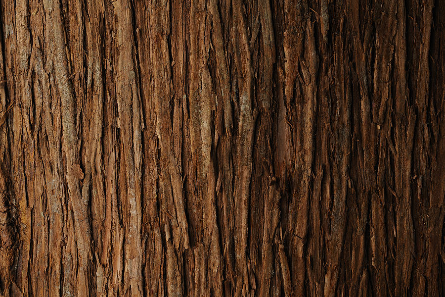 Bark of cedar tree texture background Photograph by Kyoshino