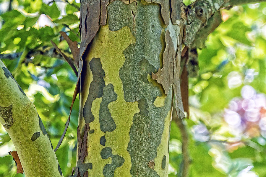 Bark Of The London PlaneTree Photograph by Constantine Gregory