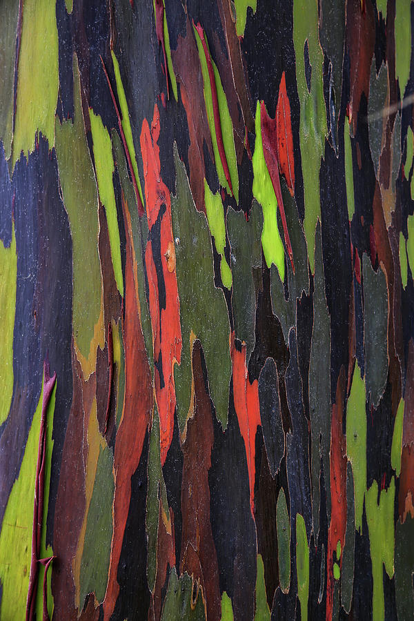Bark Of The Rainbow Eucalyptus Photograph by Scott Mead