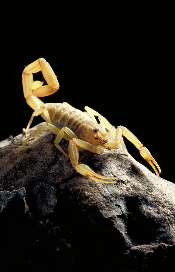 Bark Scorpion Photograph by Craig K. Lorenz