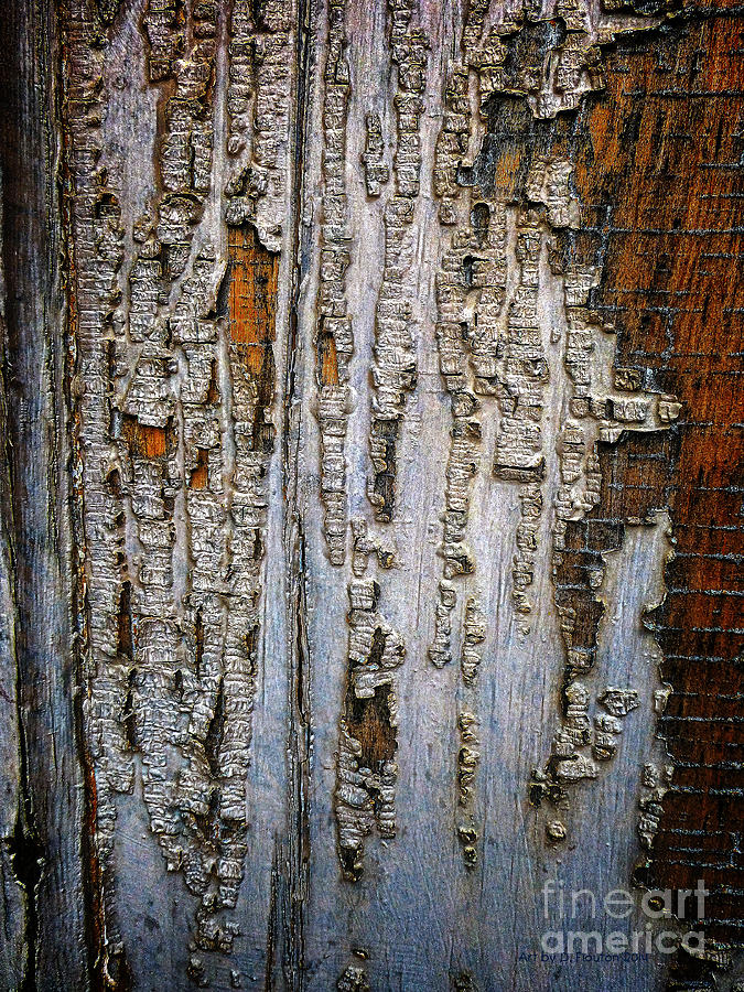 Bark Texture on Tree Photograph by Dee Flouton