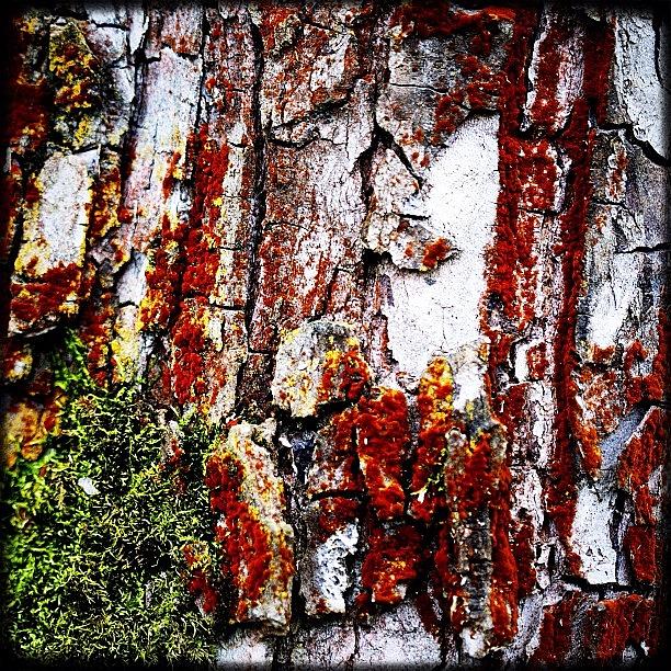 Igers Photograph - Bark. #yestergram #instagood by Kevin Smith