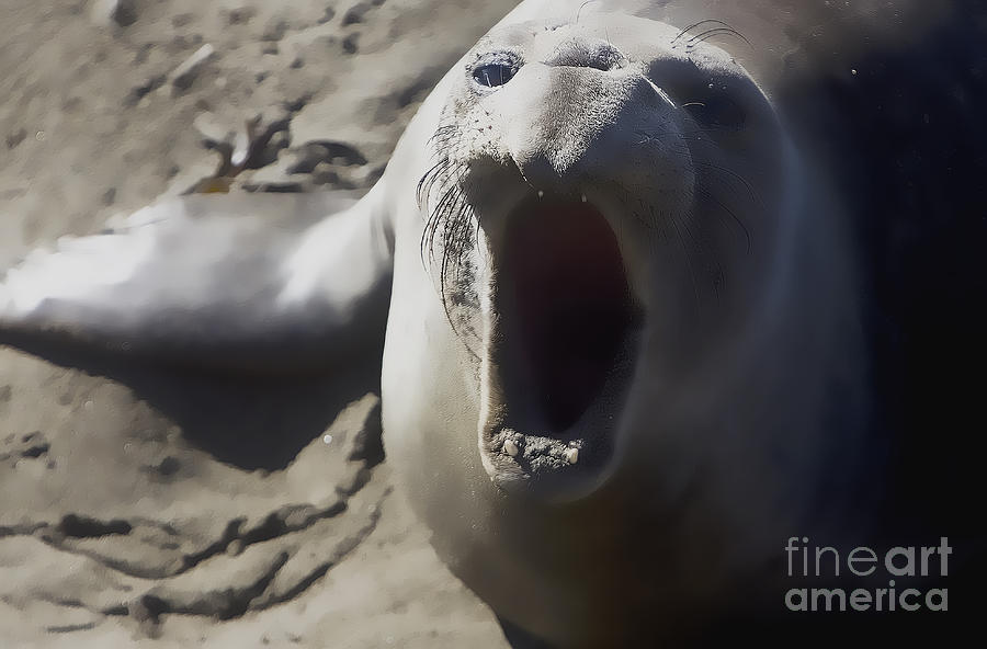 Barking Elephant Seal Photograph by Rich Collins