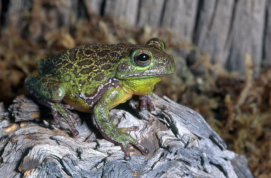 Barking Tree Frog Photograph by Craig K. Lorenz