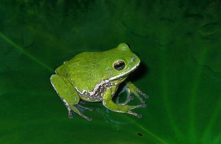 Barking Tree Frog Photograph by Karl H. Switak