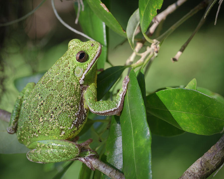 Amphibians Photograph - Barking Tree Frog On Branch, Hyla by Maresa Pryor