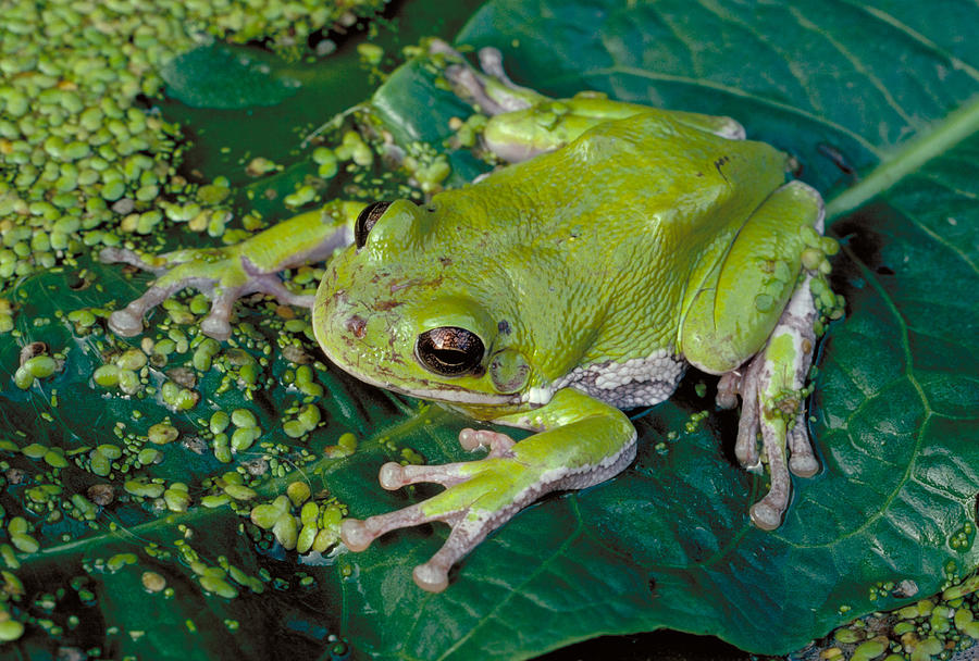 Barking Tree Frog Photograph by Phil A. Dotson