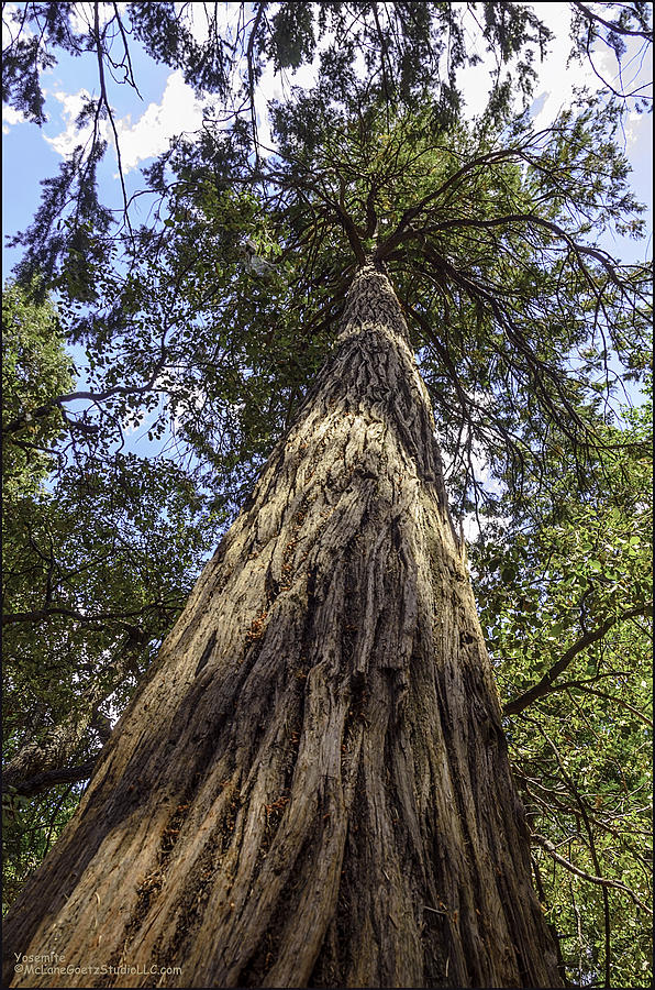 Barking up a Giant Sequoia Photograph by LeeAnn McLaneGoetz McLaneGoetzStudioLLCcom