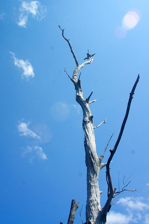 Barkless Tree Photograph by Mark Holden Pixels