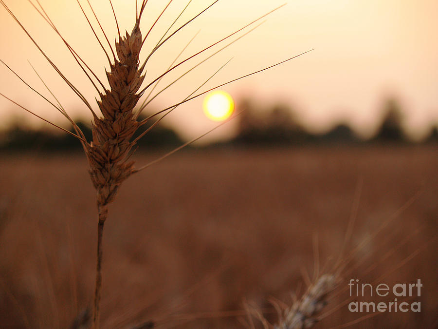 Barley Catches the Setting Sun in Autumn - Pennsylvania Photograph by Anna Lisa Yoder