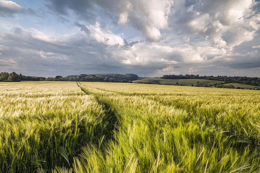Farm Photograph - Barley Field by Ian Hufton