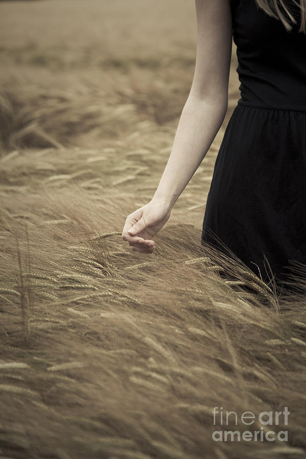Barley Field Photograph by Maria Heyens