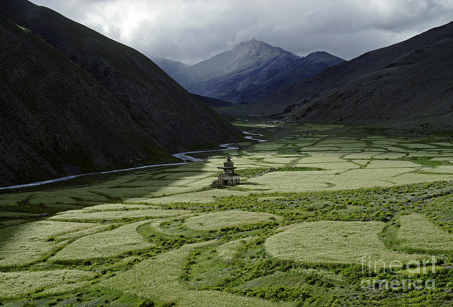 Barley Fields - Do Tarap Valley Nepal Photograph by Craig Lovell