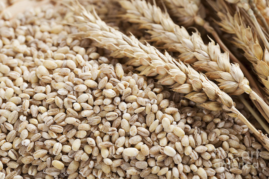 Barley Grains And Stalks Photograph