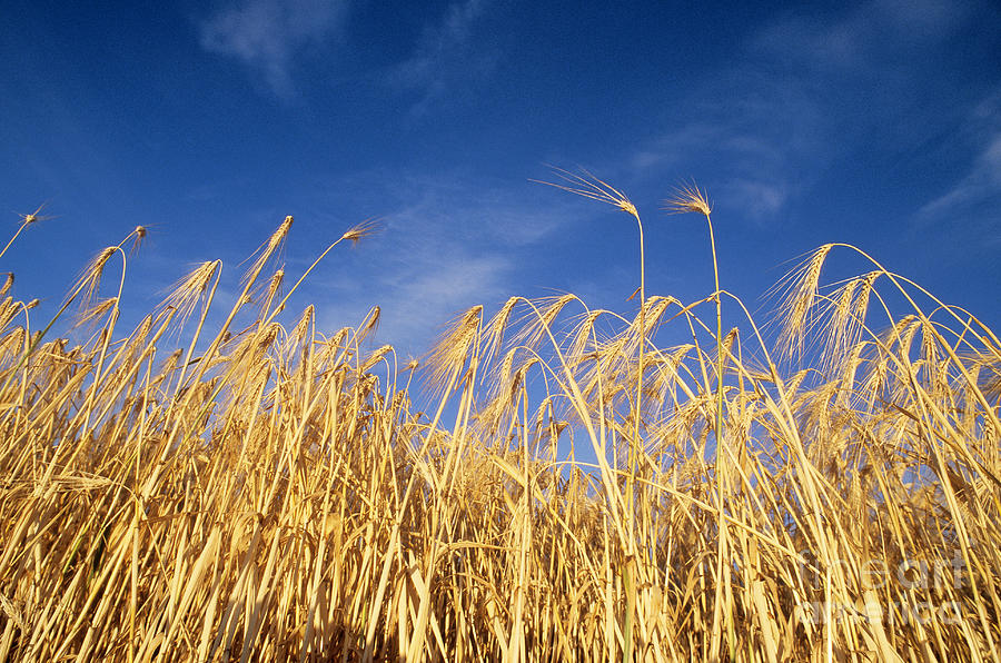 Barley In Idaho Photograph by William H. Mullins
