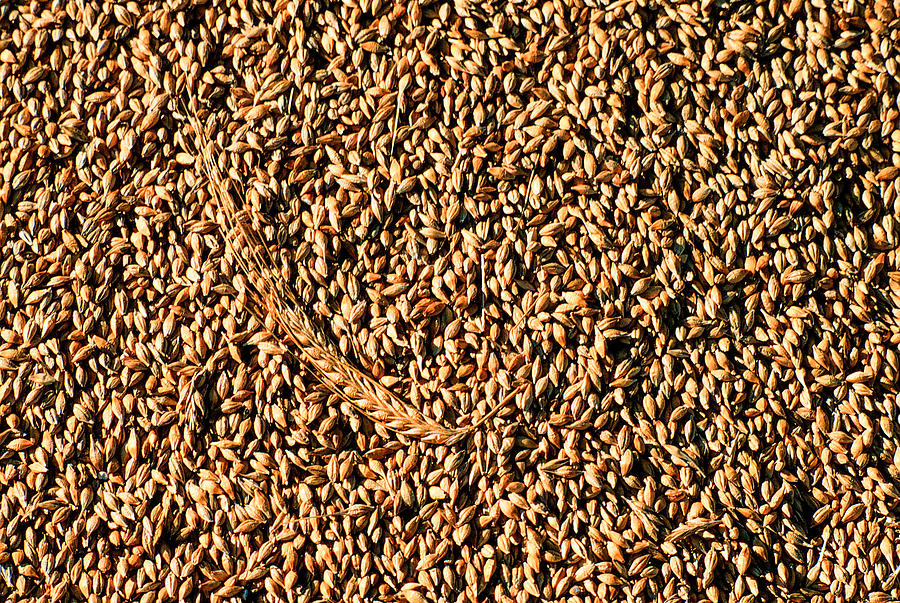 Barley Photograph