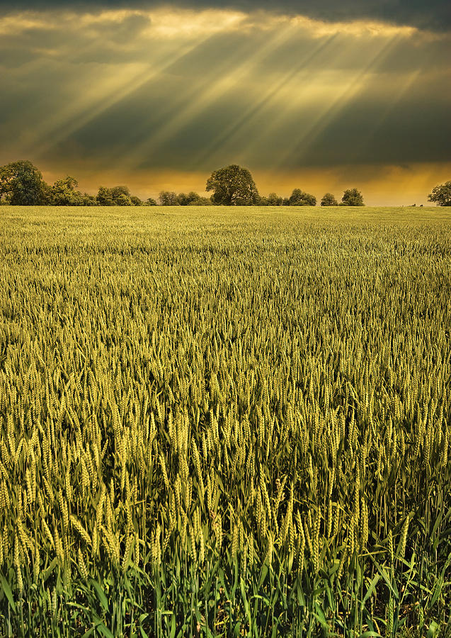 Barley With Sunbeams Photograph by Meirion Matthias