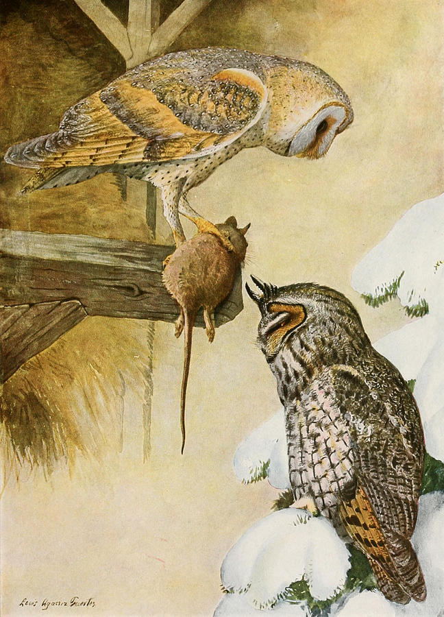 John James Audubon Painting - Barn and Long Eared Owls by Dreyer Wildlife Print Collections 