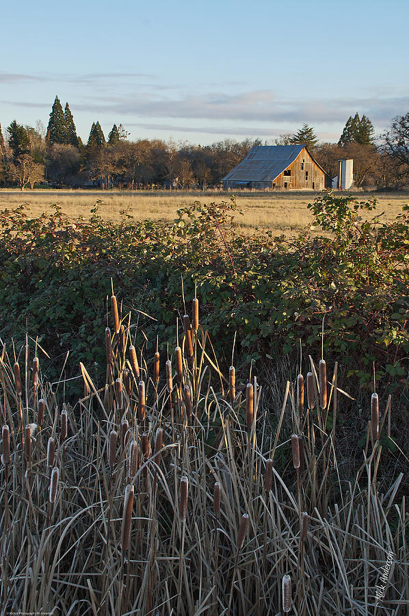 Barn and Pussy Willows Photograph by Mick Anderson
