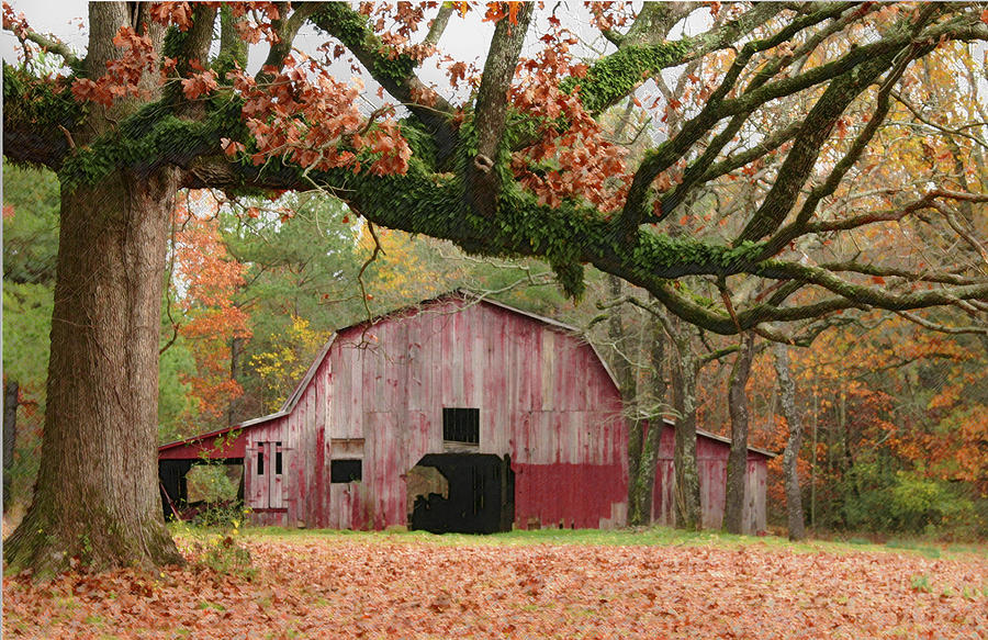 Barn and Tree Photograph by Robert Camp