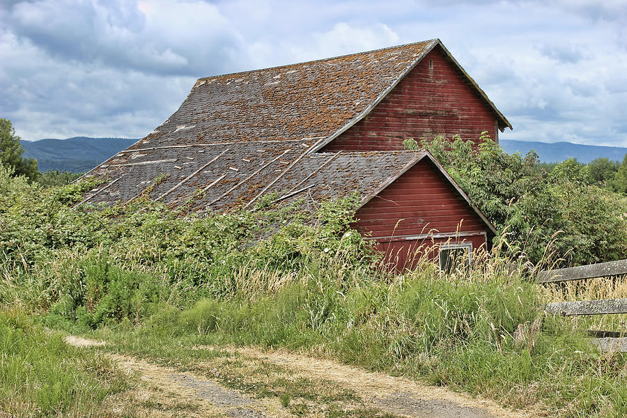 Barn and Vine Photograph by Cathy Anderson