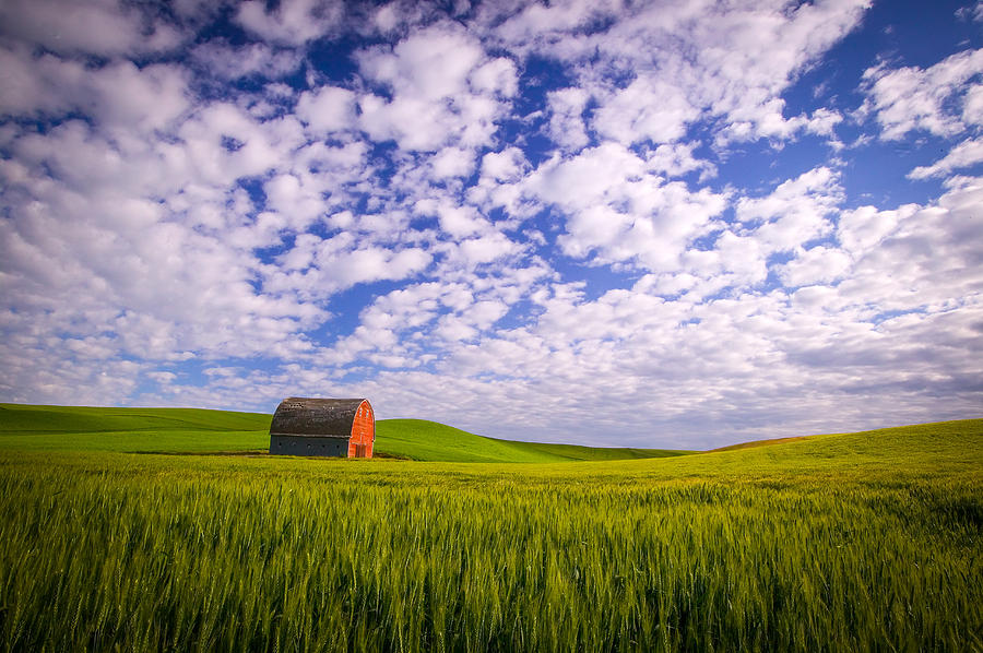 Barn and Wheat II Photograph by Randy Green